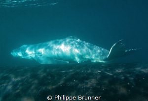 Baby whale just born. by Philippe Brunner 